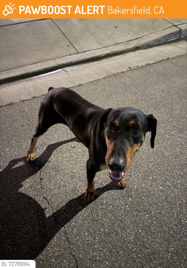 Found/Stray Male Dog last seen White lane and campus park , Bakersfield, CA 93311