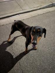 Found/Stray Male Dog last seen White lane and campus park , Bakersfield, CA 93311