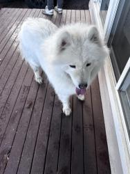 Found/Stray Unknown Dog last seen  Ne St 9th Renton , Renton, WA 98056