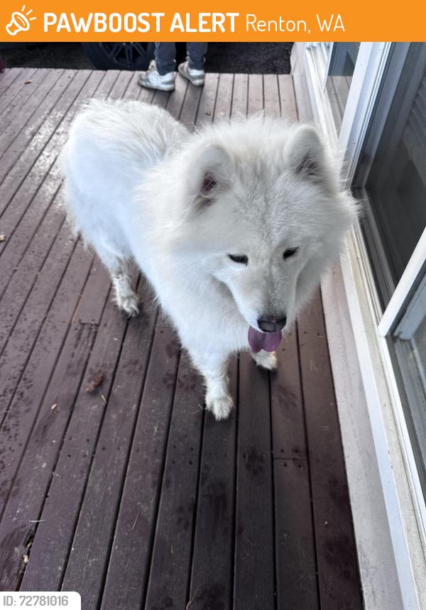 Found/Stray Unknown Dog last seen  Ne St 9th Renton , Renton, WA 98056
