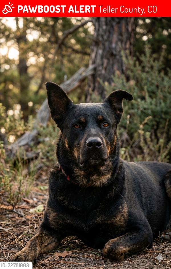 Lost Male Dog last seen Rhyolite Mountain Mesa Rd and S. Hwy 67 , Teller County, CO 80813