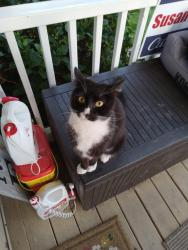 Found/Stray Unknown Cat last seen Rose st, Phoenix, OR 97535