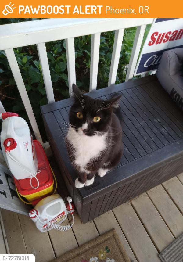 Found/Stray Unknown Cat last seen Rose st, Phoenix, OR 97535