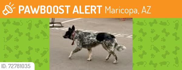 Found/Stray Unknown Dog last seen John Wayne Parkway and Smith Enke, Maricopa, AZ 85138