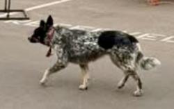 Found/Stray Unknown Dog last seen John Wayne Parkway and Smith Enke, Maricopa, AZ 85138