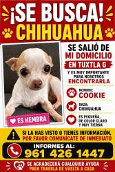 Lost Female Dog last seen Calle Ojo de Tigre, Tuxtla Gutiérrez, Chis. 29049