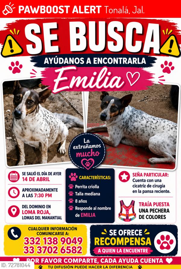 Lost Female Dog last seen Lomas del manantial , Tonalá, Jal. 
