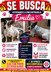 Lost Female Dog last seen Lomas del manantial , Tonalá, Jal. 