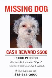 Lost Male Dog last seen Capital View Elementary , Des Moines, IA 50317