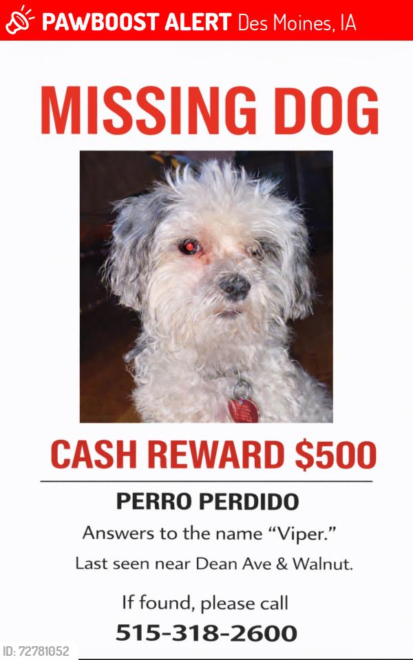 Lost Male Dog last seen Capital View Elementary , Des Moines, IA 50317