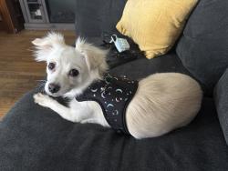 Found/Stray Female Dog last seen Hopeville Section of Waterbury, Waterbury, CT 06702