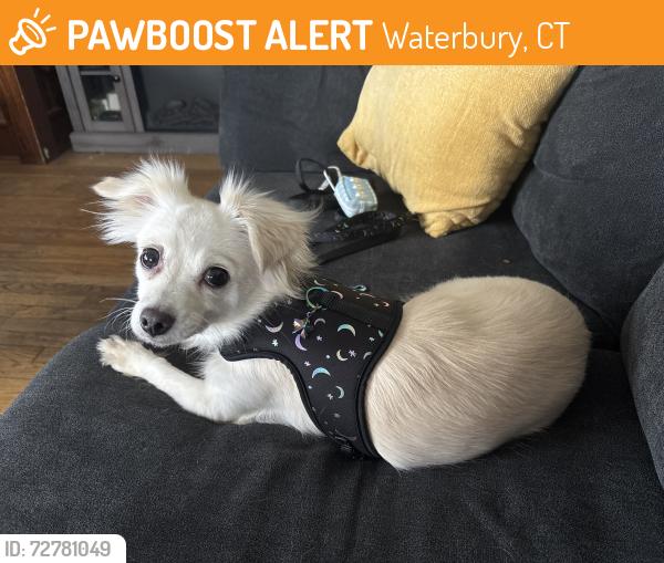 Found/Stray Female Dog last seen Hopeville Section of Waterbury, Waterbury, CT 06702