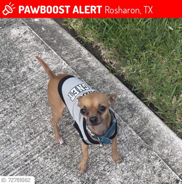 Lost Male Dog last seen Near sapphire creek ln, Rosharon, TX 77583