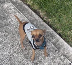 Lost Male Dog last seen Near sapphire creek ln, Rosharon, TX 77583