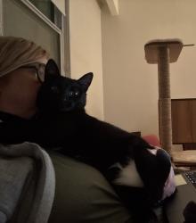 Lost Female Cat last seen Cambridge and Lorette, Winnipeg, MB R3M 1W5