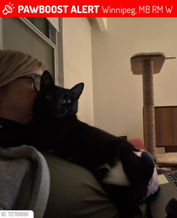 Lost Female Cat last seen Cambridge and Lorette, Winnipeg, MB R3M 1W5