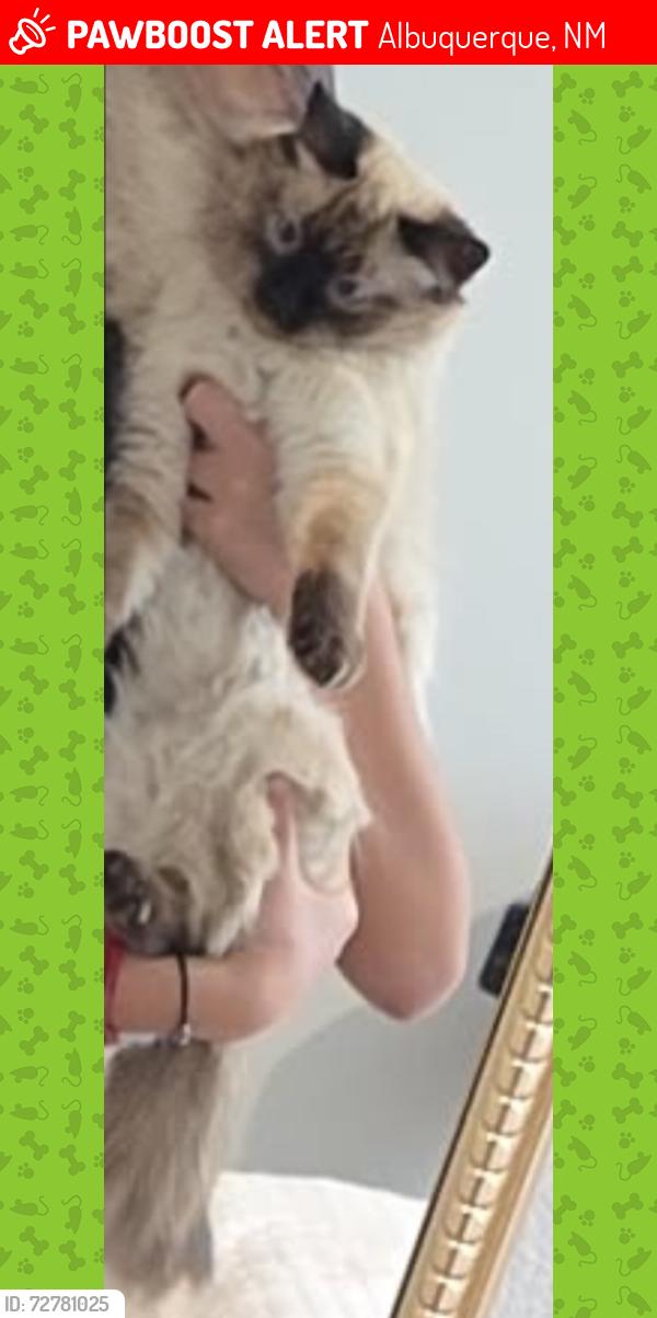 Lost Female Cat last seen Golf and sunset, Albuquerque, NM 87105