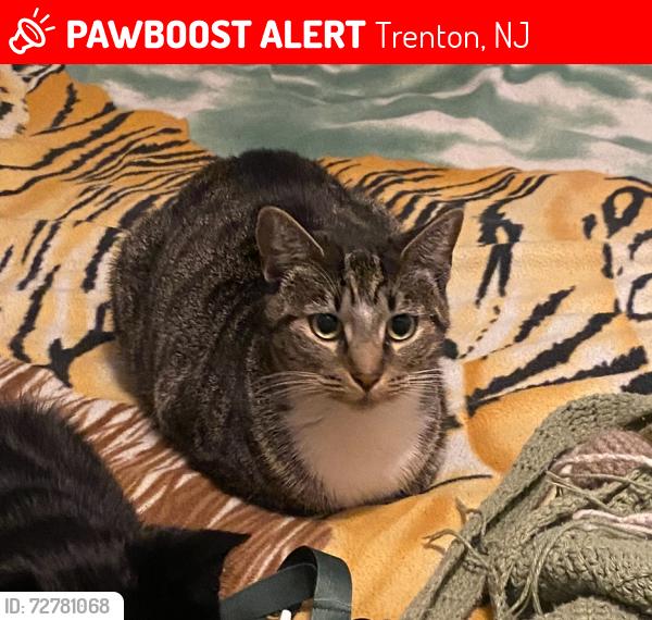 Lost Female Cat last seen Hamilton Ave and Francis, Trenton, NJ 08629