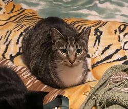 Lost Female Cat last seen Hamilton Ave and Francis, Trenton, NJ 08629