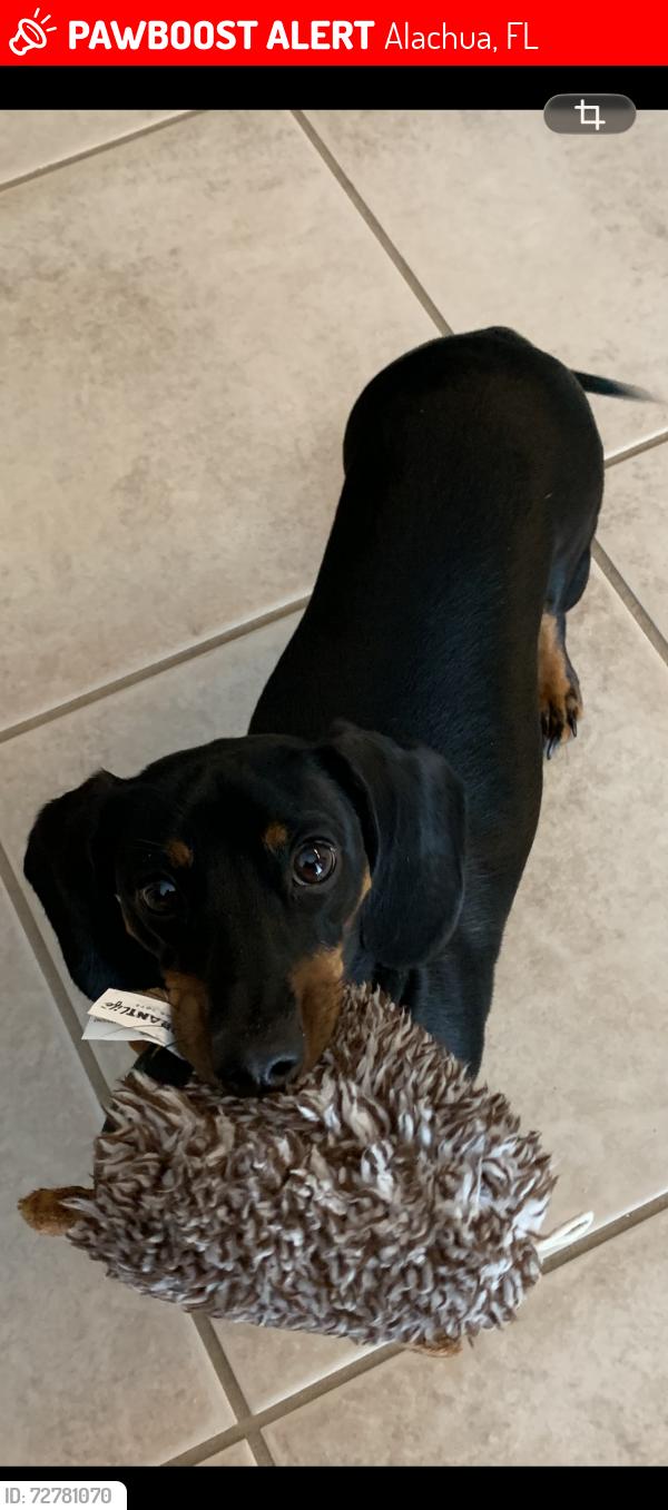 Lost Male Dog last seen Hwy 441 and NW 147th Dr., Alachua, FL 32615