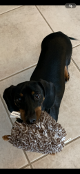 Lost Male Dog last seen Hwy 441 and NW 147th Dr., Alachua, FL 32615