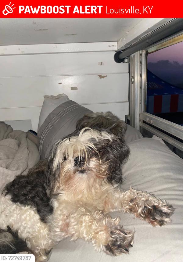 Lost Female Dog last seen Corner of Doe Run & Flintlock , Louisville, KY 40216