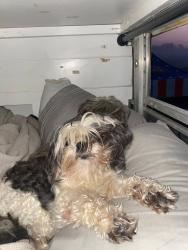 Lost Female Dog last seen Corner of Doe Run & Flintlock , Louisville, KY 40216