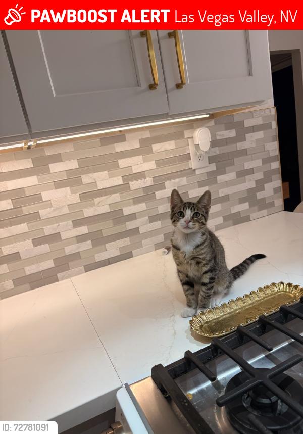 Lost Male Cat last seen Vegas valley dr & Mcleod, Las Vegas Valley, NV 89142