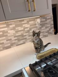 Lost Male Cat last seen Vegas valley dr & Mcleod, Las Vegas Valley, NV 89142