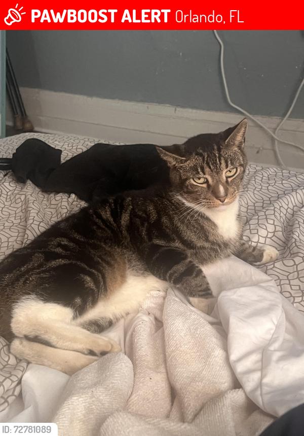 Lost Male Cat last seen Near Versailles drive Orlando fl 32809, Orlando, FL 32810