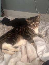Lost Male Cat last seen Near Versailles drive Orlando fl 32809, Orlando, FL 32810