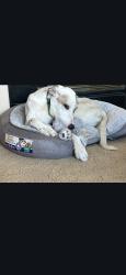 Lost Male Dog last seen Highway 7 and Havana, Todd Creek, CO 80602