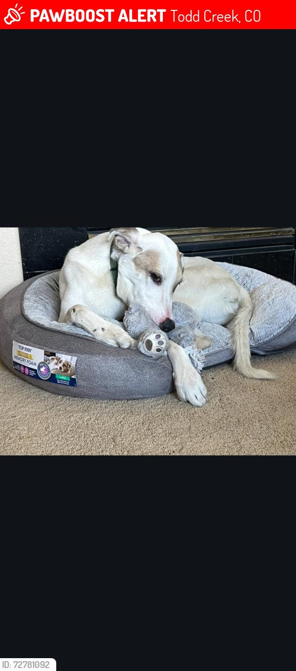 Lost Male Dog last seen Highway 7 and Havana, Todd Creek, CO 80602