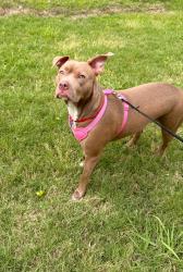 Lost Female Dog last seen Abington apmts, Memphis, TN 38128