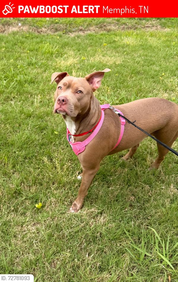 Lost Female Dog last seen Abington apmts, Memphis, TN 38128