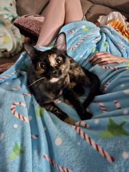 Lost Female Cat last seen Speedway and Camino Seco , Tucson, AZ 85710