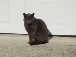 Found/Stray Unknown Cat last seen Eagle Pointe and Knollcrest Hill Lane, High Point, NC 27265