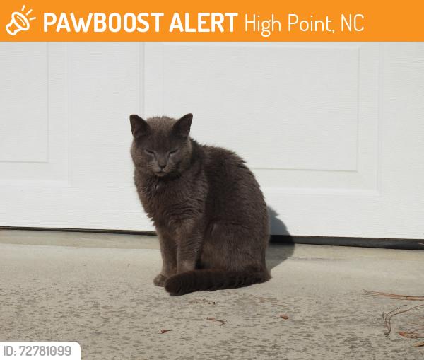 Found/Stray Unknown Cat last seen Eagle Pointe and Knollcrest Hill Lane, High Point, NC 27265
