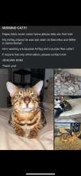 Lost Male Cat last seen Miller street , Santa Maria, CA 93454