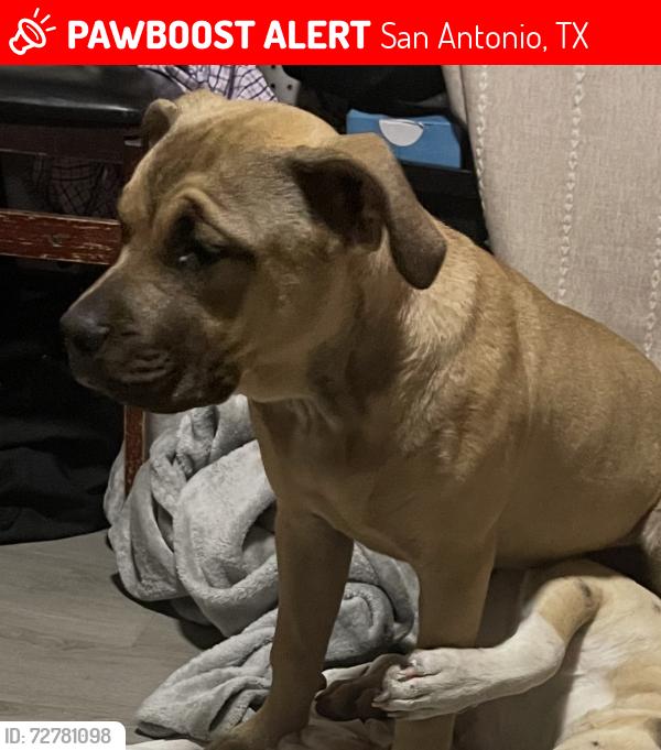Lost Female Dog last seen Datapoint and Fredericksburg Rd, San Antonio, TX 78229