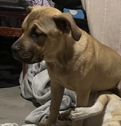 Lost Female Dog last seen Datapoint and Fredericksburg Rd, San Antonio, TX 78229