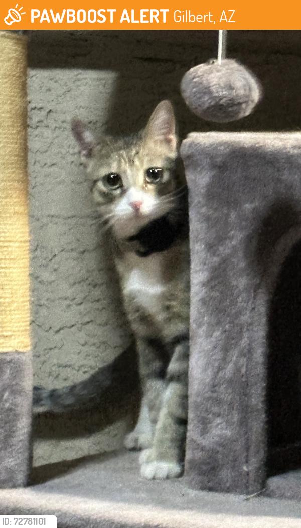 Found/Stray Unknown Cat last seen Ray and Recker, Gilbert, AZ 85295