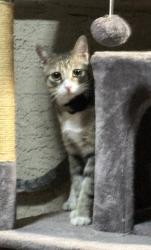 Found/Stray Unknown Cat last seen Ray and Recker, Gilbert, AZ 85295