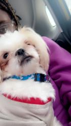 Lost Male Dog last seen Near Arlington Ave E, Saint Paul, MN 55117