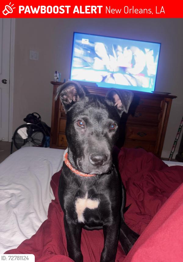 Lost Male Dog last seen Spain st , New Orleans, LA 70117