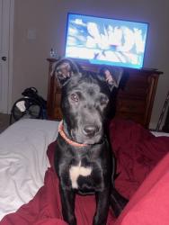 Lost Male Dog last seen Spain st , New Orleans, LA 70117