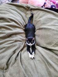 Lost Female Cat last seen Near E 3635 S, South Salt Lake, UT 84106