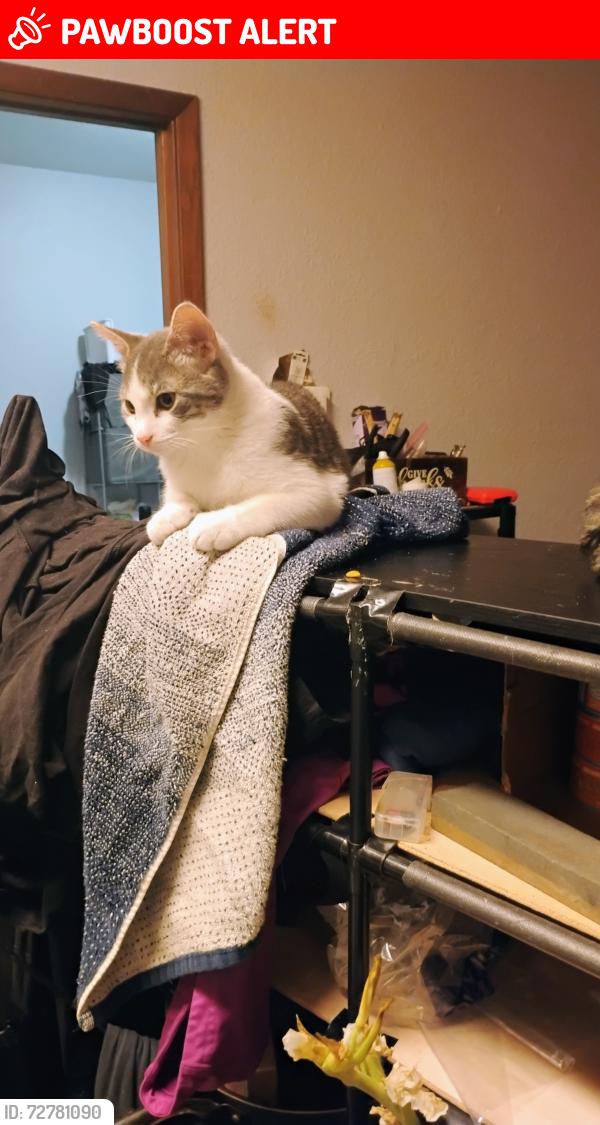 Lost Female Cat last seen 14th avenue North and Dwayne Street South Saint Paul, South Saint Paul, MN 55075