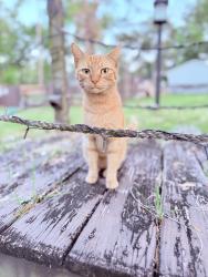Lost Female Cat last seen Croom Rd, North Brooksville, FL 34601