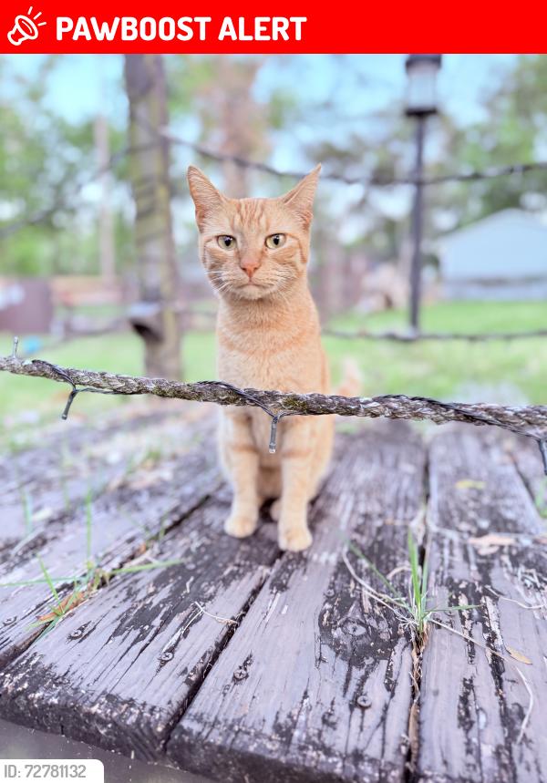 Lost Female Cat last seen Croom Rd, North Brooksville, FL 34601